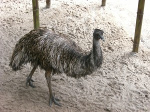 Emu